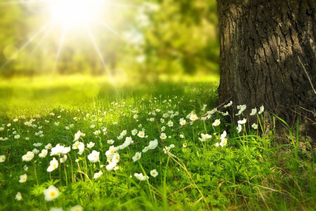 Du parquet chez vous ? Oui, mais écologique avant tout ! 