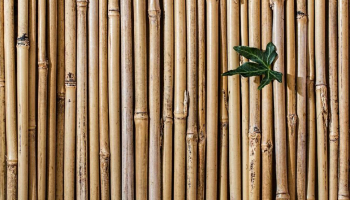 Le Bamboo Suprême, pour une décoration suprême du goût